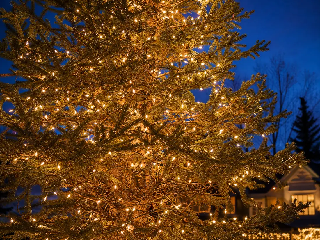 Mature evergreen fully wrapped in warm-white lights against a deep blue night sky